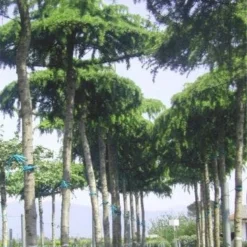 Ceder Als Dakboom (Cedrus Deodara 'Pendula') -Goedkope Hof Zaais Winkel 077cedrusdeodarapenduladakvorm 3