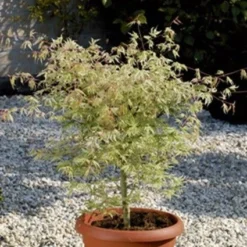 Japanse Esdoorn (Acer Palmatum 'Ukigumo')