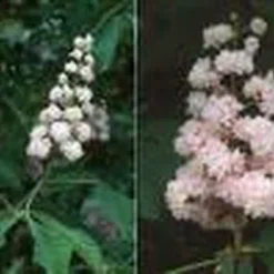 Paardenkastanje (Aesculus Hippocastanum 'Baumannii') -Goedkope Hof Zaais Winkel 20070702095331 17