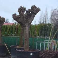 Witte Moerbei (Morus Alba) 24 Witte Moerbei (Morus Alba) -Goedkope Hof Zaais Winkel 20071010125349 11