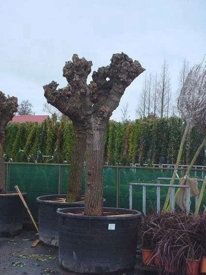 Witte Moerbei (Morus Alba) 5 Witte Moerbei (Morus Alba) - Afbeelding 5