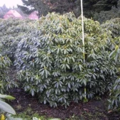 Rhododendron (Rhododendron Catawbiense 'Boursault') 12 Rhododendron (Rhododendron Catawbiense 'Boursault') -Goedkope Hof Zaais Winkel 20071119223754 16