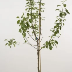 Perenboom (Pyrus Communis 'Clapp's Favourite')