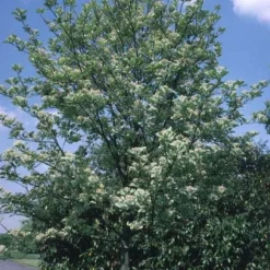 Gewone Meelbes (Sorbus Aria)