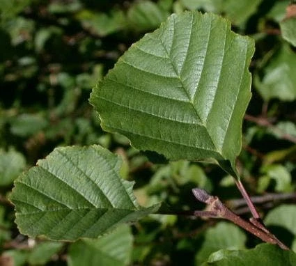 Zwarte Els (Alnus Glutinosa) 2 Zwarte Els (Alnus Glutinosa) - Afbeelding 2