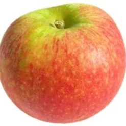 Appelboom (Malus Domestica 'Alkmene') 3 Appelboom (Malus Domestica 'Alkmene') -Goedkope Hof Zaais Winkel 20081113145730 4