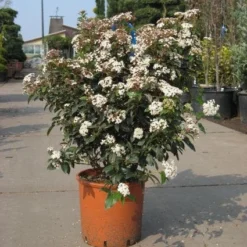 Groenblijvende Sneeuwbal (Viburnum Tinus 'Eve Price') 17 Groenblijvende Sneeuwbal (Viburnum Tinus 'Eve Price') -Goedkope Hof Zaais Winkel 20091125113028 50 10
