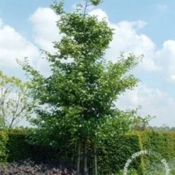 Meidoorn Als Boom (Crataegus Persimilis 'Splendens') 5 Meidoorn Als Boom (Crataegus Persimilis 'Splendens') -Goedkope Hof Zaais Winkel 20091221124141 10