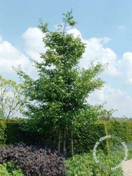 Meidoorn Als Boom (Crataegus Persimilis 'Splendens') 3 Meidoorn Als Boom (Crataegus Persimilis 'Splendens') - Afbeelding 3