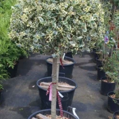 Hulst Op Stam (Ilex 'Argentea Marginata') -Goedkope Hof Zaais Winkel 20100712171848 1