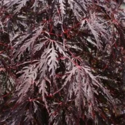 Japanse Esdoorn Op Stam (Acer Palmatum 'Tamuke Yama')