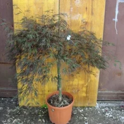 Japanse Esdoorn (Acer Palmatum 'Ornatum') -Goedkope Hof Zaais Winkel 20101207164407 11