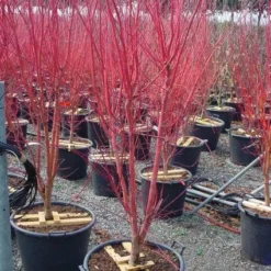 Japanse Esdoorn (Acer Palmatum 'Sangokaku') -Goedkope Hof Zaais Winkel 20101207165353 9