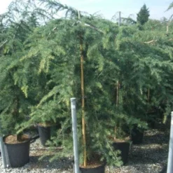 Treurceder (Cedrus Deodara 'Pendula') -Goedkope Hof Zaais Winkel 20101212154242 13