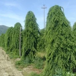 Treurceder (Cedrus Deodara 'Pendula') -Goedkope Hof Zaais Winkel 20101212154305 13