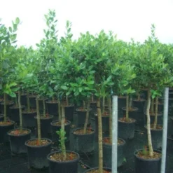 Hulst Op Stam (Ilex 'Nellie R Stevens') -Goedkope Hof Zaais Winkel 20101215170902 1