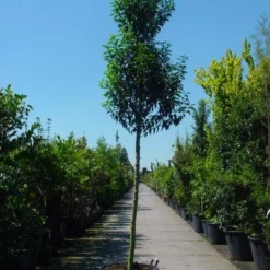 Portugese Laurier Als Boom (Prunus Lusitanica 'Angustifolia') -Goedkope Hof Zaais Winkel 20101221161730 7