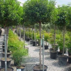 Portugese Laurier Op Stam (Prunus Lusitanica 'Angustifolia') -Goedkope Hof Zaais Winkel 20101221164022 5