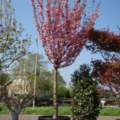 Japanse Sierkers (Prunus Serrulata 'Kanzan')