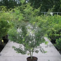 Japanse Esdoorn (Acer Palmatum 'Seiryu') -Goedkope Hof Zaais Winkel 20110215152040 6