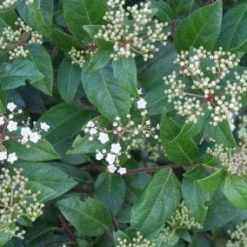 Groenblijvende Sneeuwbal (Viburnum Tinus 'Eve Price') 18 Groenblijvende Sneeuwbal (Viburnum Tinus 'Eve Price') -Goedkope Hof Zaais Winkel 20120213144628 50 10