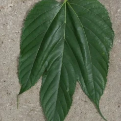 Witte Moerbei (Morus Alba) 28 Witte Moerbei (Morus Alba) -Goedkope Hof Zaais Winkel 20120213153034 11