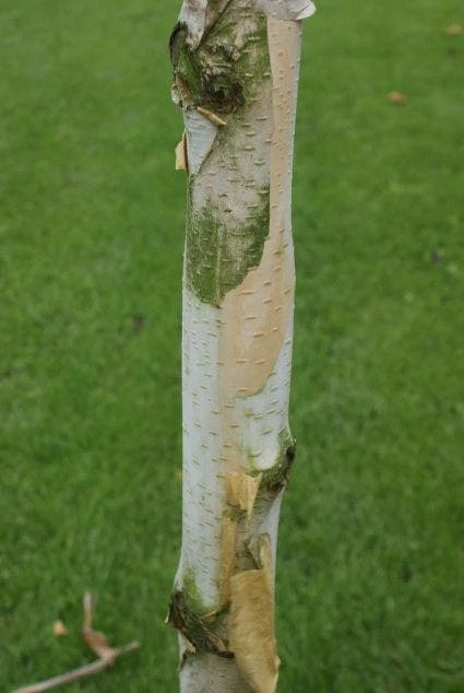 Witte Berk (Betula Utilis 'Doorenbos') 3 Witte Berk (Betula Utilis 'Doorenbos') - Afbeelding 3