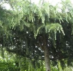Ceder Als Dakboom (Cedrus Deodara 'Pendula') -Goedkope Hof Zaais Winkel 20120213162209 3