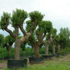 Witte Moerbei (Morus Alba) 23 Witte Moerbei (Morus Alba) -Goedkope Hof Zaais Winkel 20120214140206 11