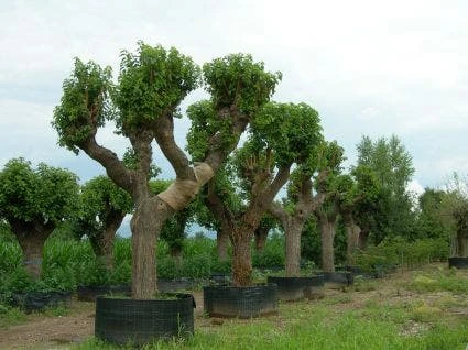 Witte Moerbei (Morus Alba) 4 Witte Moerbei (Morus Alba) - Afbeelding 4