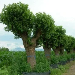 Witte Moerbei (Morus Alba) 25 Witte Moerbei (Morus Alba) -Goedkope Hof Zaais Winkel 20120214140222 11