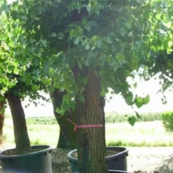 Witte Moerbei (Morus Alba) 22 Witte Moerbei (Morus Alba) -Goedkope Hof Zaais Winkel 20120214140237 11