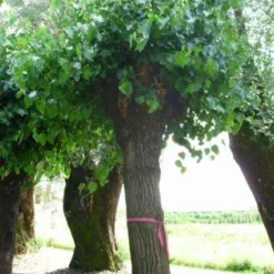 Witte Moerbei (Morus Alba) 26 Witte Moerbei (Morus Alba) -Goedkope Hof Zaais Winkel 20120214140252 11