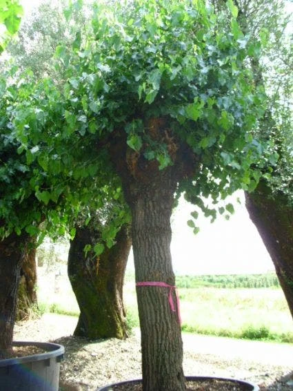 Witte Moerbei (Morus Alba) 7 Witte Moerbei (Morus Alba) - Afbeelding 7