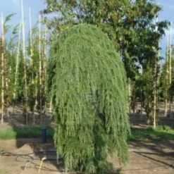 Treurceder (Cedrus Deodara 'Pendula') -Goedkope Hof Zaais Winkel 20120218104745 13