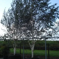 Witte Berk (Betula Utilis 'Doorenbos') 9 Witte Berk (Betula Utilis 'Doorenbos') -Goedkope Hof Zaais Winkel 20120218105955 14