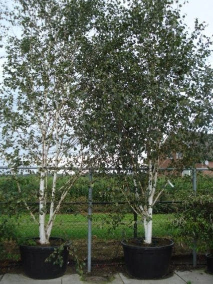Witte Berk (Betula Utilis 'Doorenbos') 2 Witte Berk (Betula Utilis 'Doorenbos') - Afbeelding 2