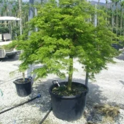 Japanse Esdoorn (Acer Palmatum 'Dissectum') 31 Japanse Esdoorn (Acer Palmatum 'Dissectum') -Goedkope Hof Zaais Winkel 20120219170629 11