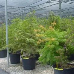 Japanse Esdoorn (Acer Palmatum 'Dissectum') 34 Japanse Esdoorn (Acer Palmatum 'Dissectum') -Goedkope Hof Zaais Winkel 20120219170727 11