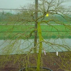 Japanse Esdoorn (Acer Palmatum 'Ornatum') -Goedkope Hof Zaais Winkel 20120220092604 11