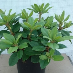 Rhododendron (Rhododendron Catawbiense 'Boursault') 14 Rhododendron (Rhododendron Catawbiense 'Boursault') -Goedkope Hof Zaais Winkel 20120305135536 2