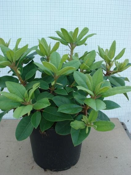 Rhododendron (Rhododendron Catawbiense 'Boursault') 6 Rhododendron (Rhododendron Catawbiense 'Boursault') - Afbeelding 6