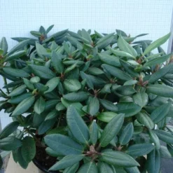 Rhododendron (Rhododendron Catawbiense 'Boursault') 13 Rhododendron (Rhododendron Catawbiense 'Boursault') -Goedkope Hof Zaais Winkel 20120305140234 2