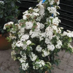 Groenblijvende Sneeuwbal (Viburnum Tinus 'Eve Price') 16 Groenblijvende Sneeuwbal (Viburnum Tinus 'Eve Price') -Goedkope Hof Zaais Winkel 20120821145045 50 10