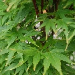 Japanse Esdoorn (Acer Palmatum 'Sangokaku') -Goedkope Hof Zaais Winkel 20121003155550 9