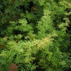 Japanse Esdoorn (Acer Palmatum 'Seiryu') -Goedkope Hof Zaais Winkel 20121003155629 6