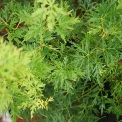 Japanse Esdoorn (Acer Palmatum 'Seiryu') -Goedkope Hof Zaais Winkel 20121003155652 6