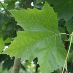Plataan (Platanus Hispanica)