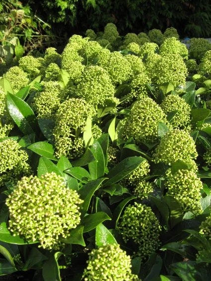 Skimmia (Skimmia Japonica 'Fragrant Cloud') 3 Skimmia (Skimmia Japonica 'Fragrant Cloud') - Afbeelding 3
