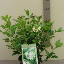 Groenblijvende Sneeuwbal (Viburnum Tinus 'Eve Price') 20 Groenblijvende Sneeuwbal (Viburnum Tinus 'Eve Price') -Goedkope Hof Zaais Winkel 20130119172735 50 10